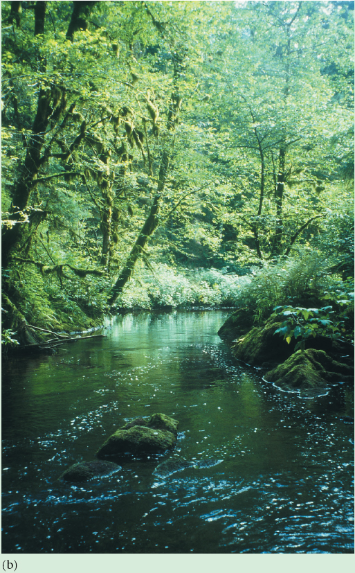 (a) Feeding by bear on salmon results in large allochthonous inputs of nutrients into (b) the forest