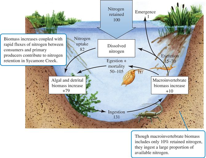 Nitrogen fluxes in Sycamore Creek, Arizona (data from Grimm 1988).