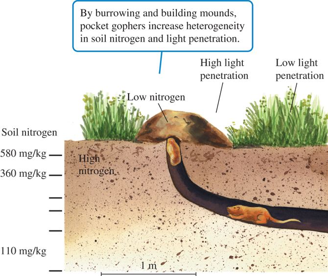 Pocket gophers and ecosystem structure (data from Huntly and Inouye 1988).