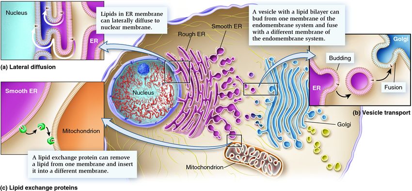 Mechanisms of lipid transfer throughout a eukaryotic cell