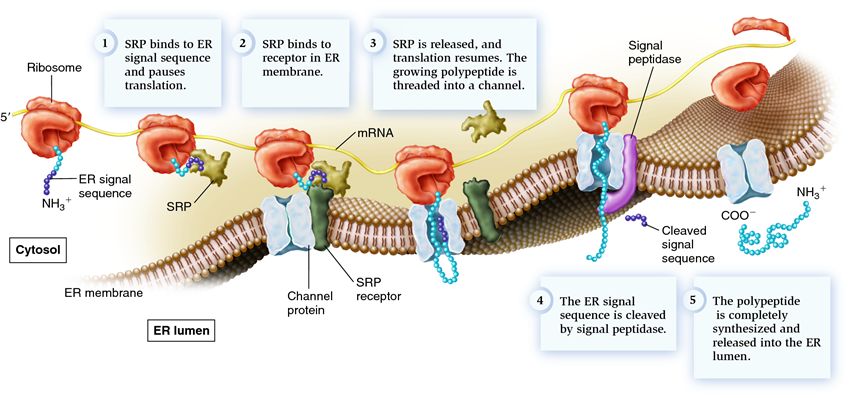 First step in cotranslational protein localization: cotranslational sorting