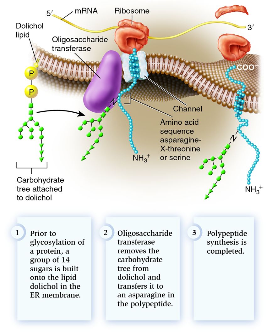 N-linked glycosylation in the endoplasmic reticulum