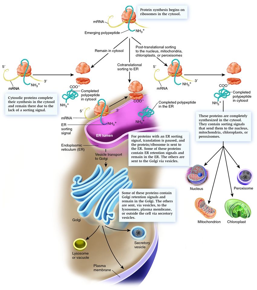 Overview of protein targeting