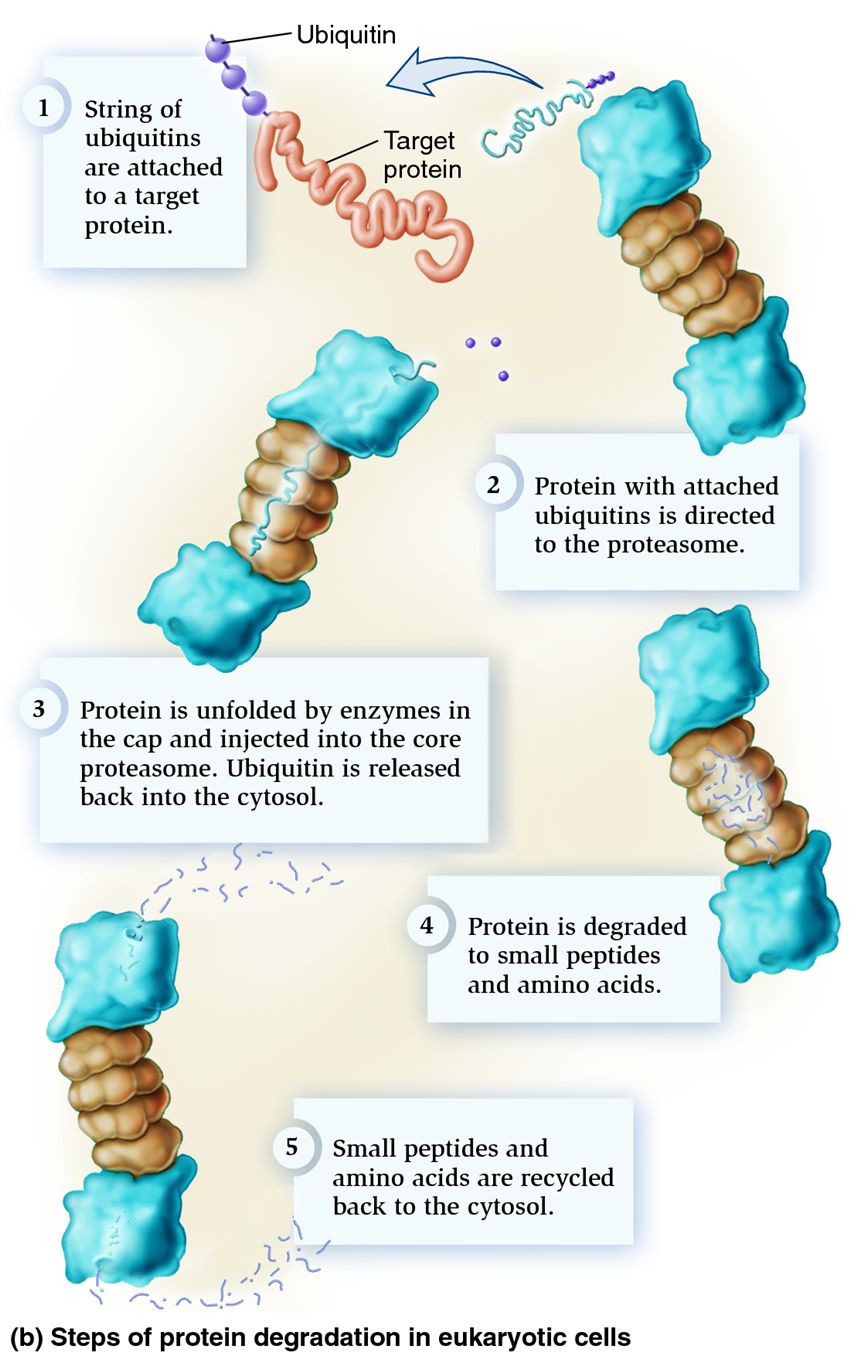 Protein degradation via the proteasome