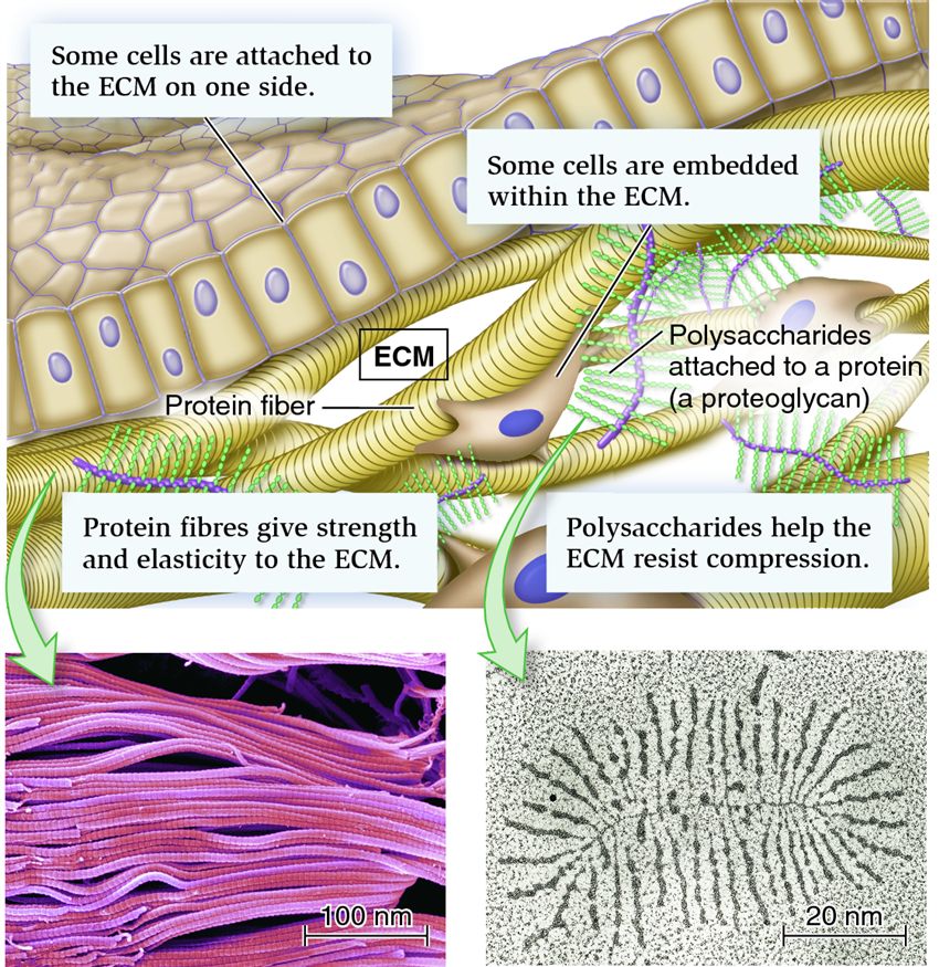 Animal cells and the extracellular matrix (ECM)