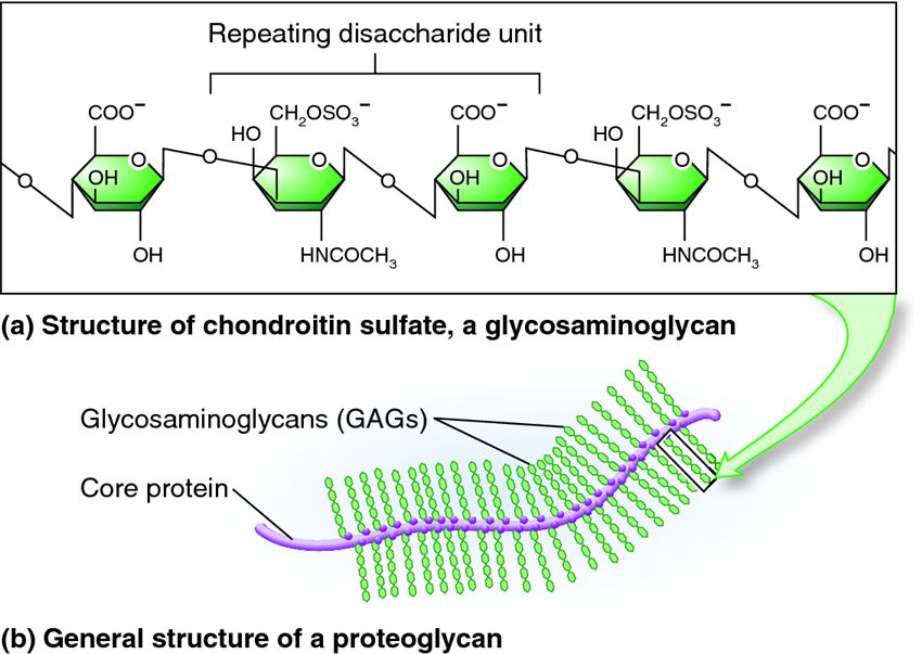 Structures of glycosaminoglycans and proteoglycans