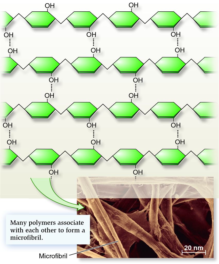 Structure of cellulose, the main macromolecule of the primary cell wall