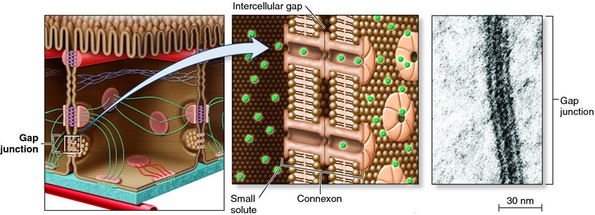 Gap junctions between adjacent cells