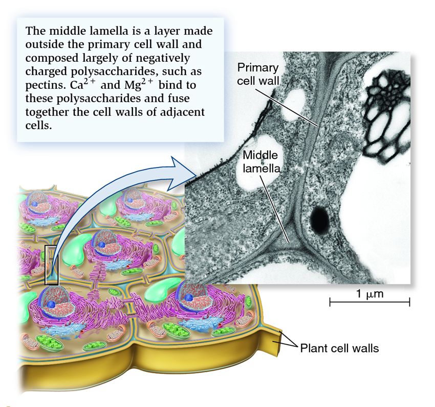 Plant cell-to-cell junctions known as middle lamella