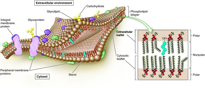 Fluid-mosaic model of membrane structure