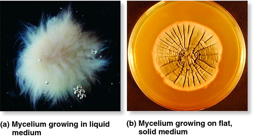 Fungal shape shifting.