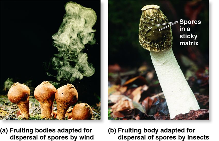 Fruiting body adaptations that foster spore dispersal.