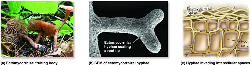 Ectomycorrhizae.