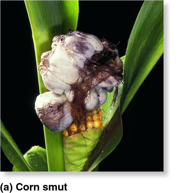 Basidiomycetes produce diverse fruiting bodies.