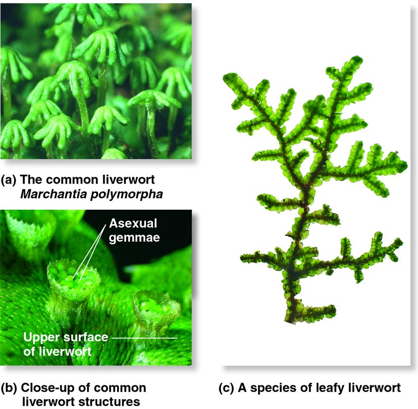 Liverworts