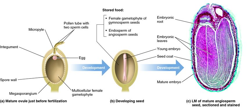 Structure of an ovule developing into a seed.