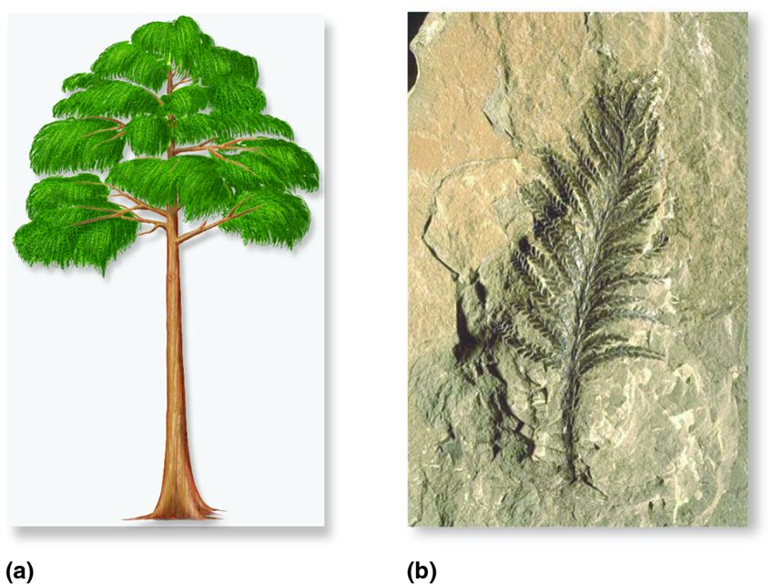 Wood first appeared in plants called progymnosperms.