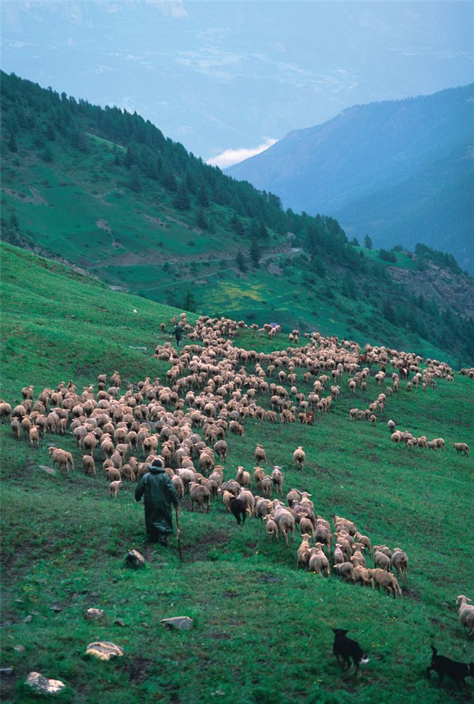 Managing large bands of grazing animals requires detailed knowledge of local landscapes, especially 