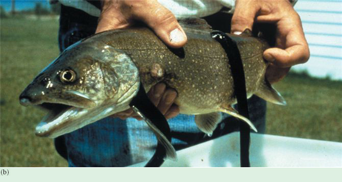 Invasive species in Canada include (a) zebra mussels, Dreissena polymorpha, (b) sea lamprey, Petromy