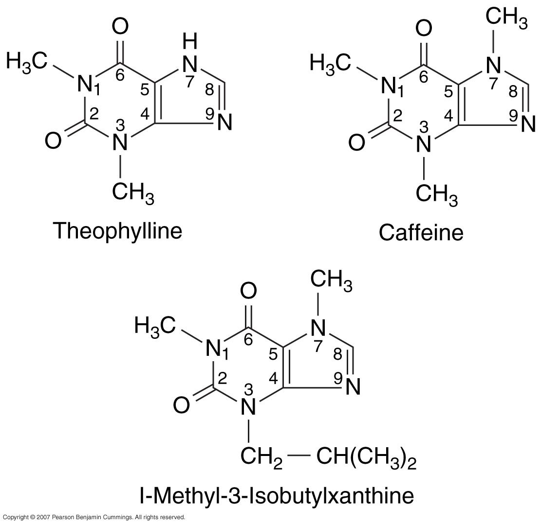 Theophylline & Caffeine