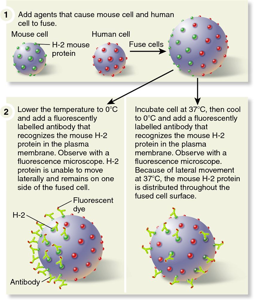 A method to measure the lateral movement of membrane proteins.