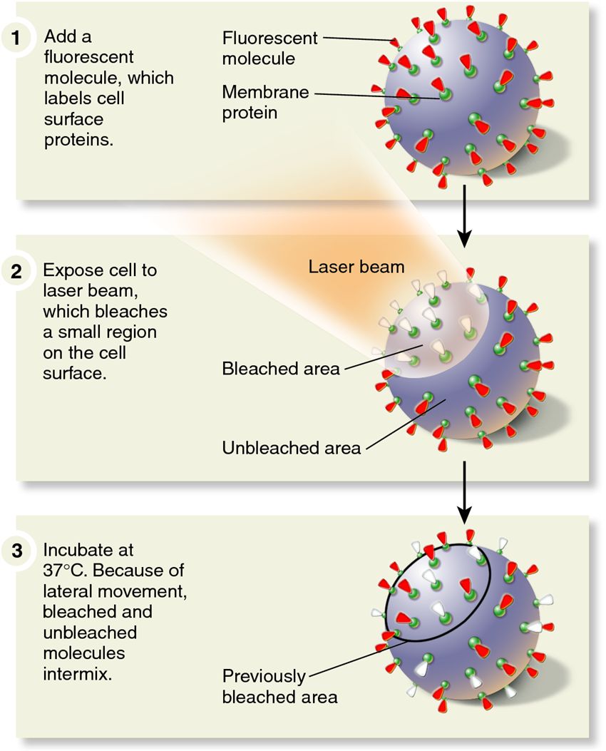 Fluorescence recovery after photobleaching (FRAP).