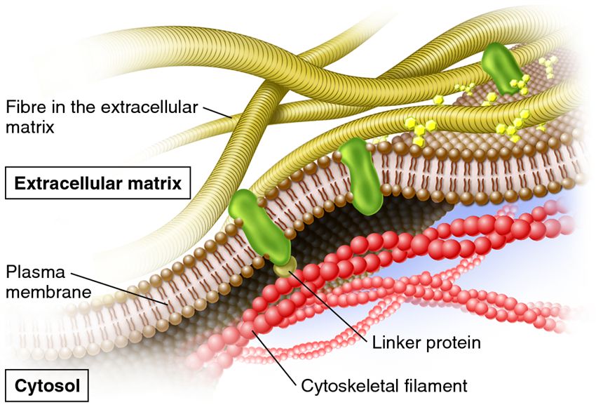 Attachment of transmembrane proteins to the cytoskeleton and extracellular matrix of an animal cell.