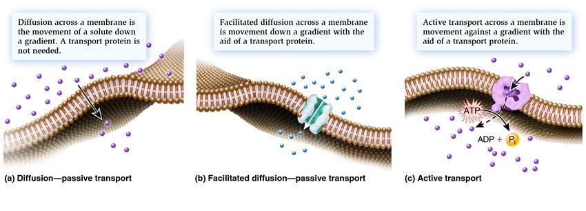 Types of movement across a biological membrane.