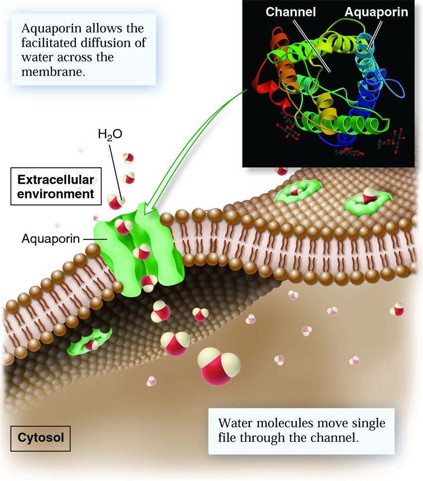 Function and structure of aquaporin