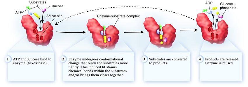 The steps of an enzyme-catalyzed reaction