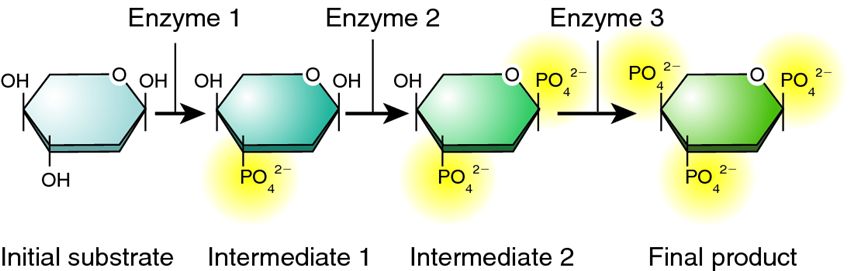 A metabolic pathway