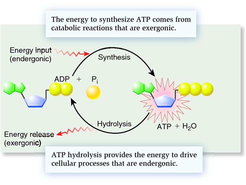 The ATP cycle