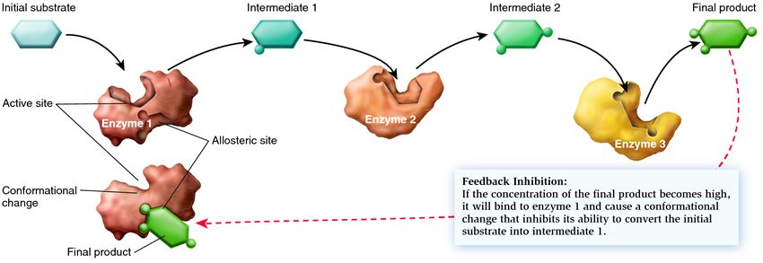 Feedback inhibition