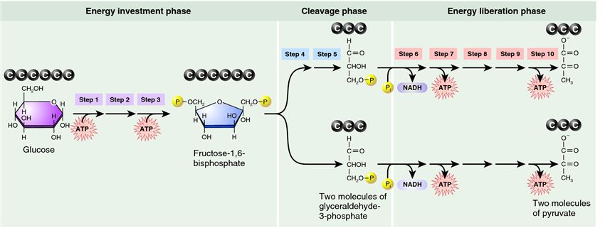 Overview of glycolysis