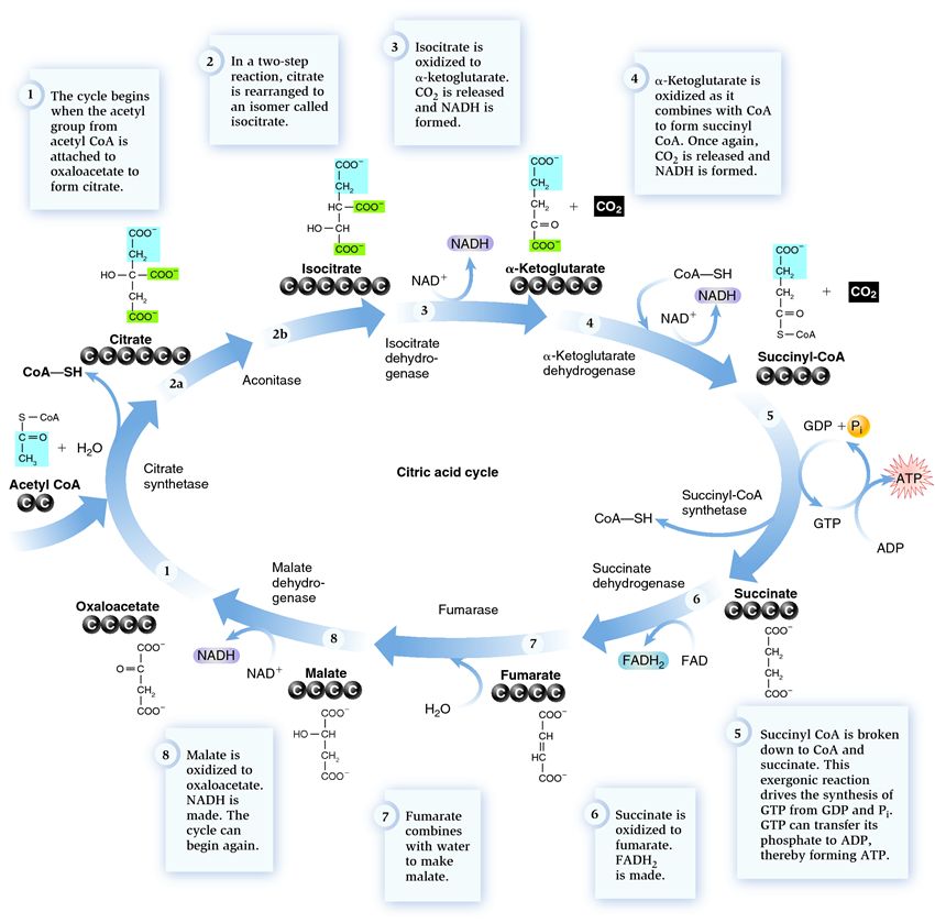 A detailed look at the steps of the citric acid cycle