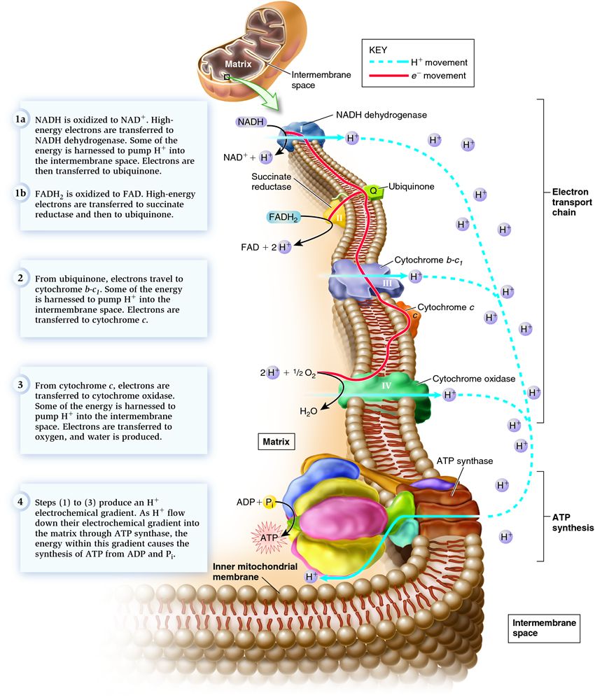 Oxidative phosphorylation