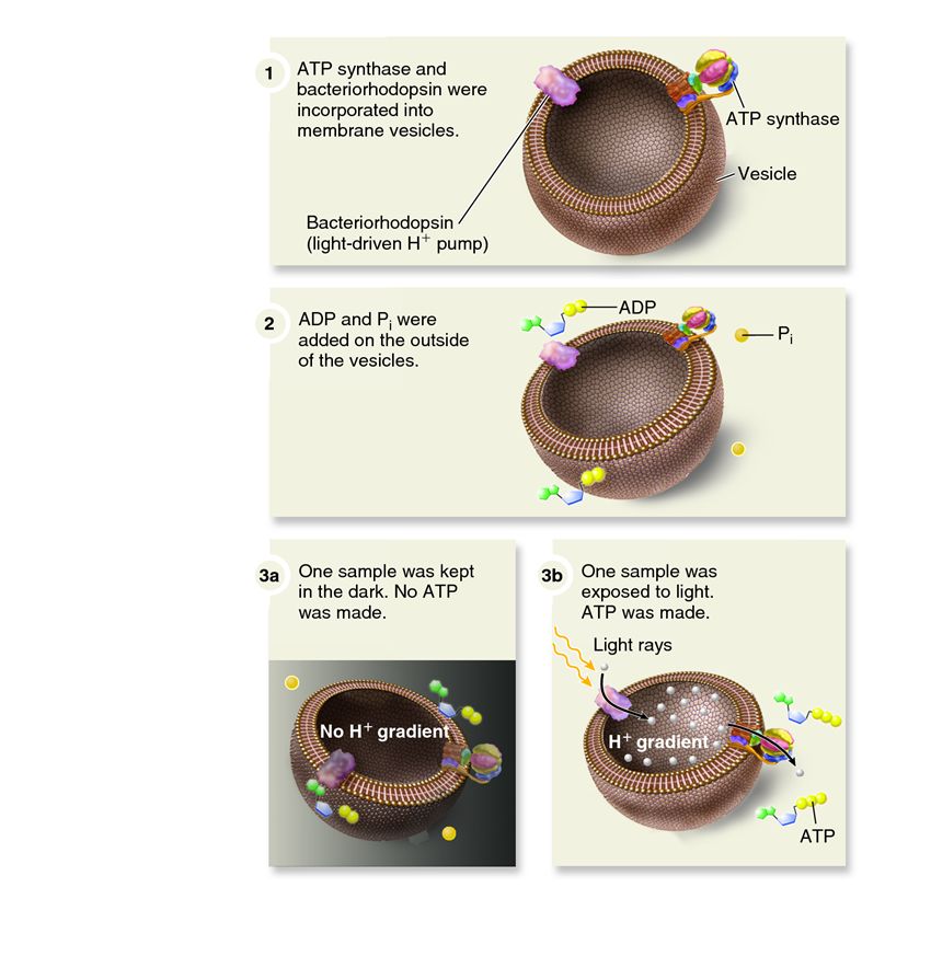 The Racker and Stoeckenius experiment showing that an H+ electrochemical gradient drives ATP synthes