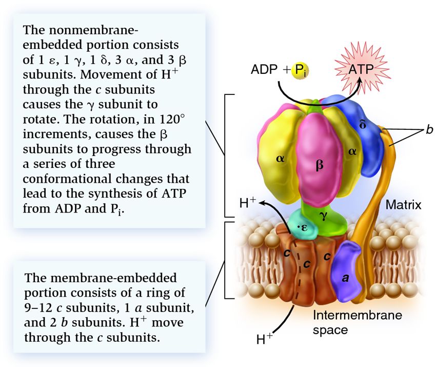 The subunit structure and function of the ATP synthase