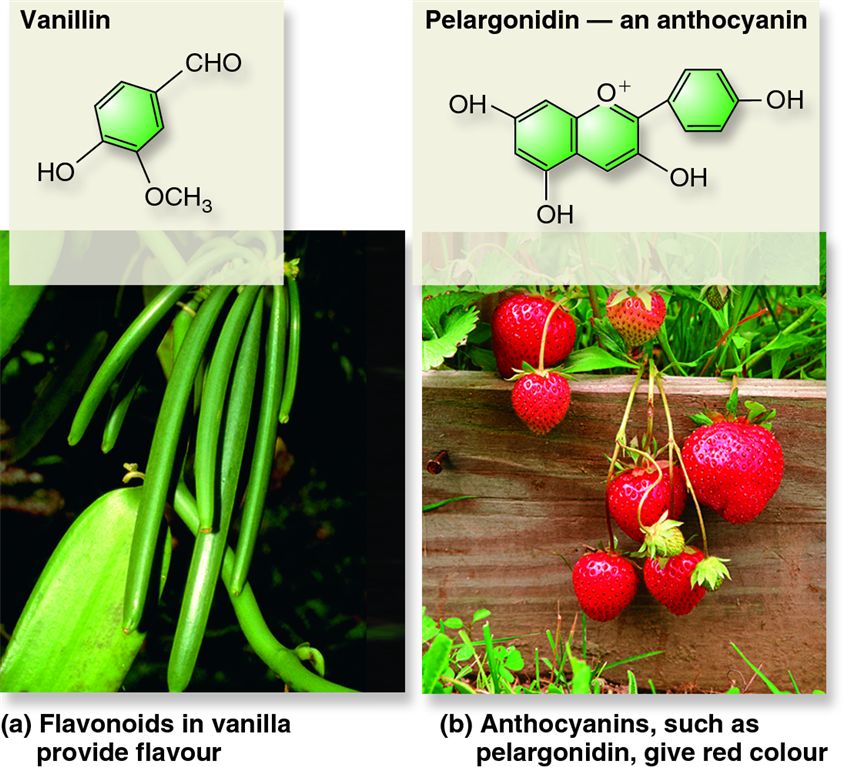 Phenolic compounds as secondary metabolites