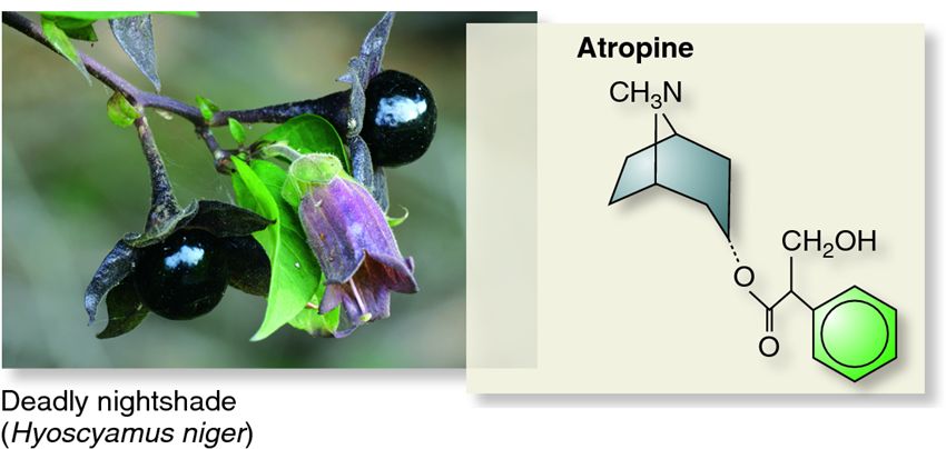 Alkaloids as secondary metabolites