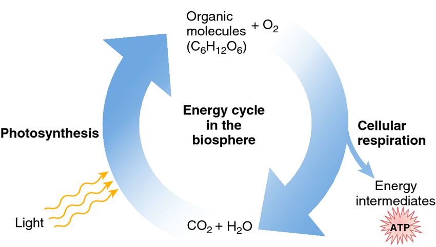 Energy cycle of the biosphere