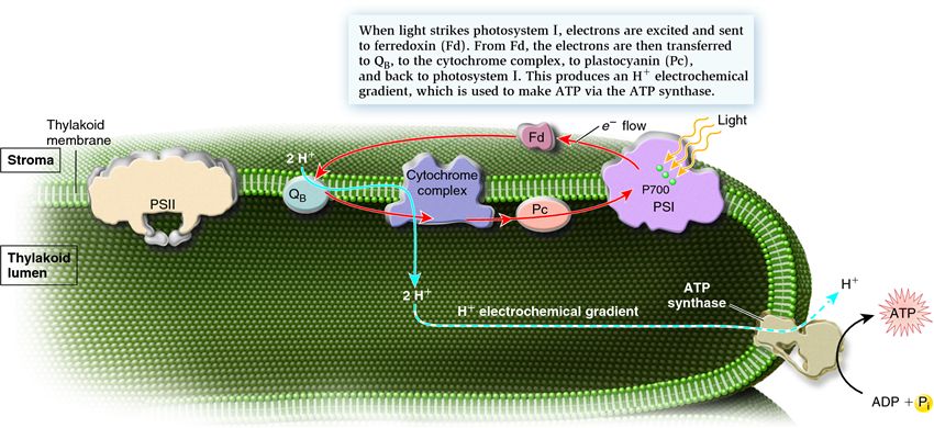 Cyclic photophosphorylation