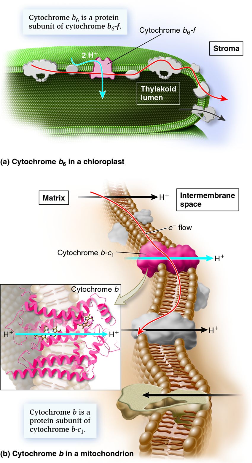 Homologous proteins in the electron transport chains of mitochondria and chloroplasts