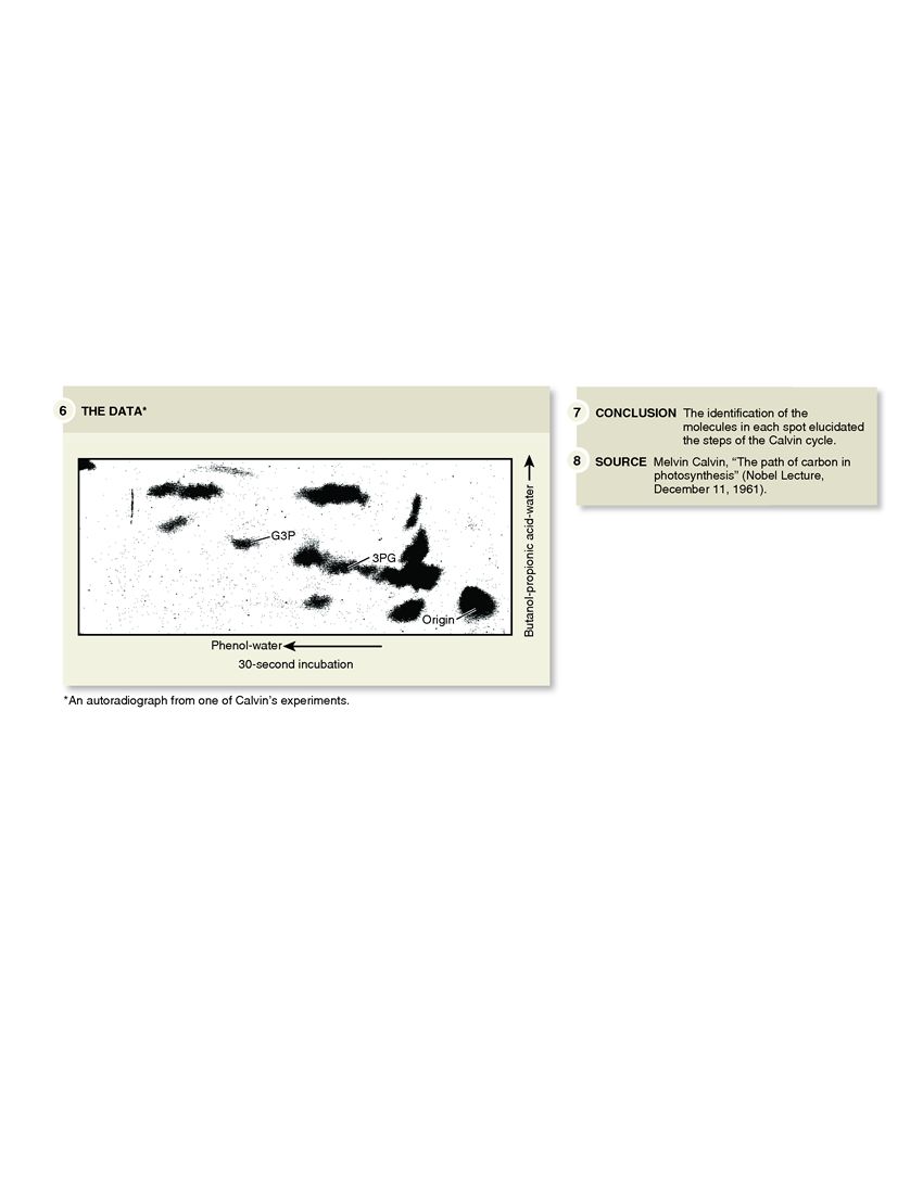 The Calvin Cycle Was Determined by Isotope Labelling Methods