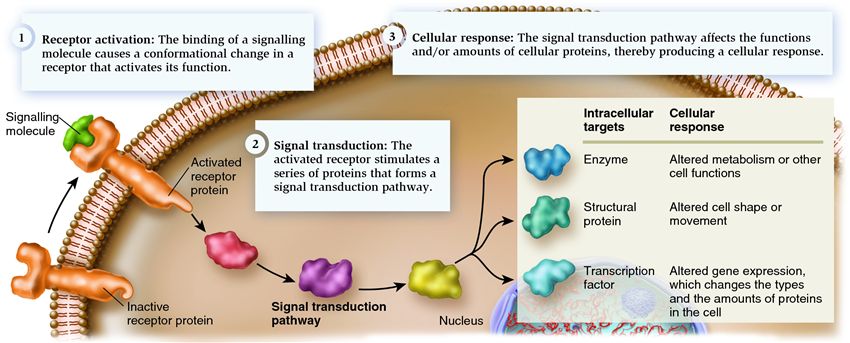 The three stages of cell signalling: receptor activation, signal transduction, and a cellular respon