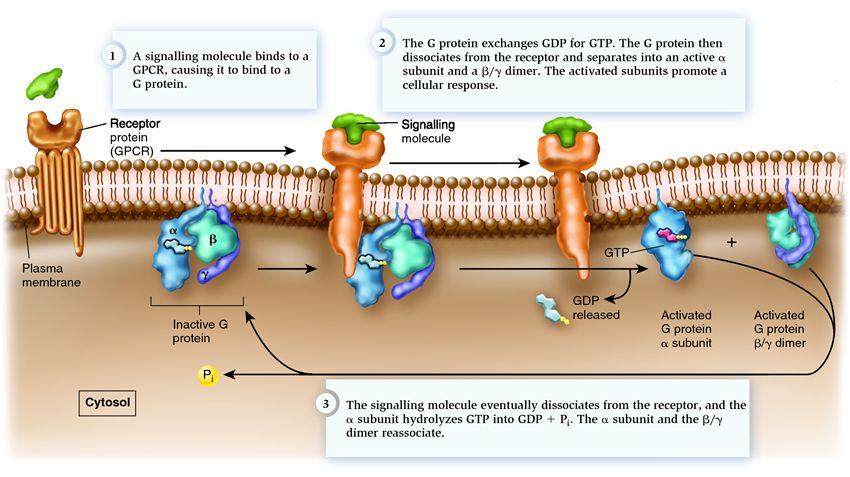 The activation of G-protein-coupled receptors and G proteins
