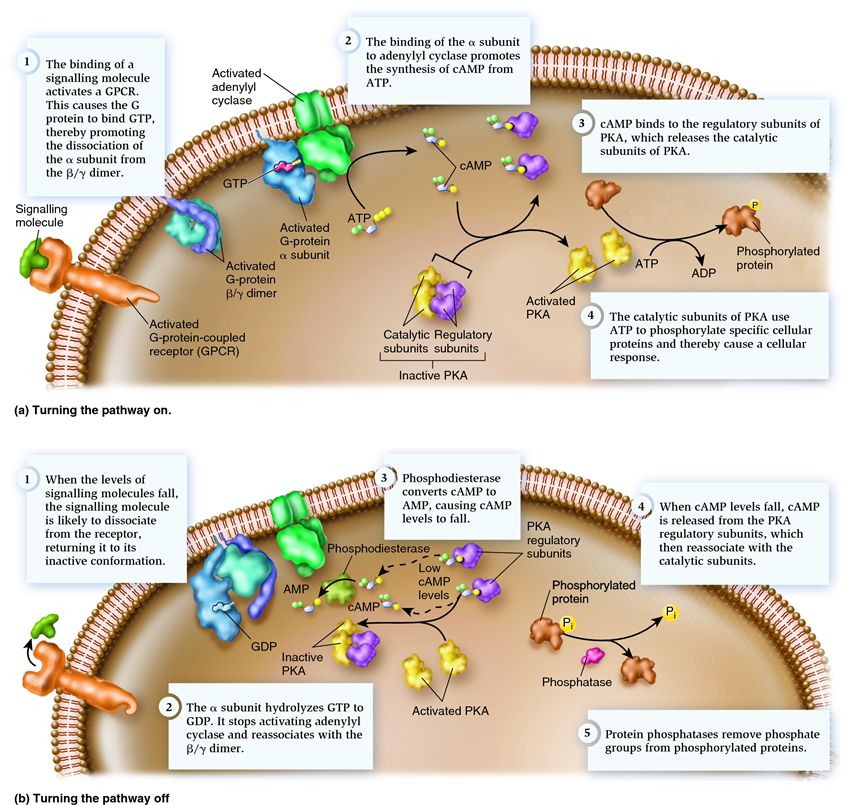 A signal transduction pathway involving cAMP