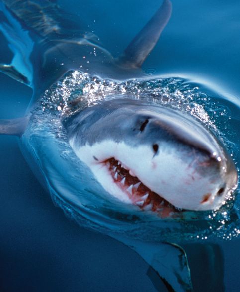 Shark - These species are all at risk of extinction