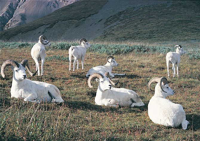 The Dall sheep, Ovis dalli, a mountain sheep of far northern North America, was the subject of one o