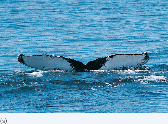 Unique markings identify individual humpback whales. 